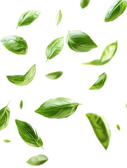 Wall Mural - basil leaves flying on white background isolated PNG