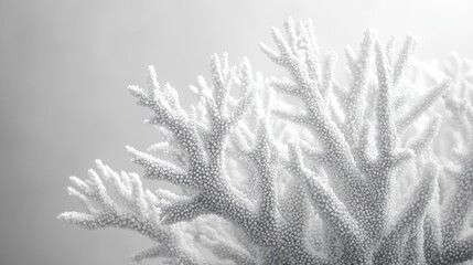 Wall Mural - White Coral Branch