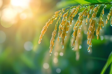 Rice in the paddy field with water drops looks fresh with sunlight and bokeh background