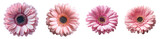 Pink gerbera daisies blooming in full close-up floral beauty transparent background