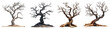 © Loony Dream Designs - Gnarled twisted trees with dark branches barren and spooky forest concept transparent background