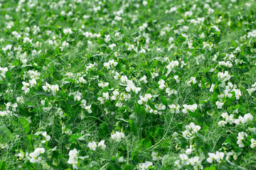 Wall Mural - Green peas field blooming with white flowers in summer.