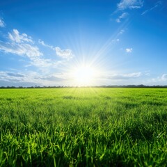 Wall Mural - A bright sun rises over a lush, green field under a clear blue sky with scattered clouds.