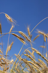 Close-up of ears of rye against a clear blue sky. Rye field on a summer day. Harvest ripening period. Natural background. Fields and meadows. Agricultural concept. Crop farming