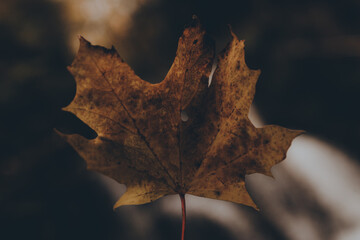 Bokeh Autumn Leaf 