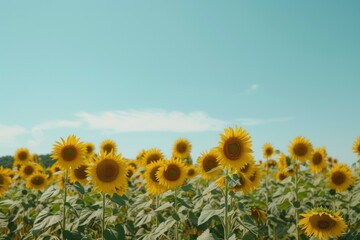 Poster - field of sunflowers with blue sky in the background, vibrant field of sunflowers under clear blue sky