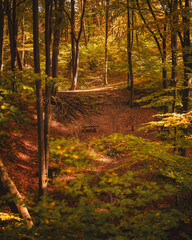 Wall Mural - Pathway in the forest in autumn