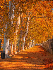 Wall Mural - Nice autumnal scene at lake Balaton