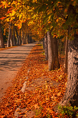 Wall Mural - Nice autumnal scene at lake Balaton