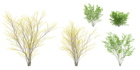 Wall Mural - 3d rendering of Spicebush trees on transparent background