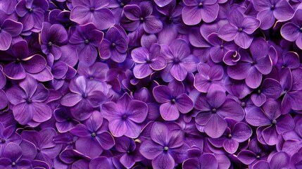 Wall Mural - Purple lilac flowers