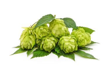 Canvas Print - Bunch of green hop cones.