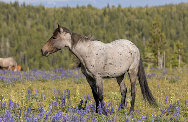 Canvas Print - Beautiful Wild Horse in Summer in the Pryor Mountains Montana