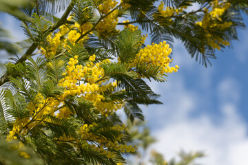 Wall Mural - yellow splendid mimosa on tree close-up, selective focus. spring background of white acacia flowers