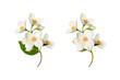 © Yuliia - Jasmine flowers (Philadelphus coronarius) isolated on white background. Element for creating designs, cards, patterns, floral arrangements, frames, wedding cards and invitations.