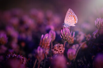 Wall Mural - A beautiful butterfly photographed in its habitat. Nature background. 