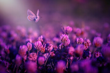 Wall Mural - A beautiful butterfly photographed in its habitat. Nature background. 