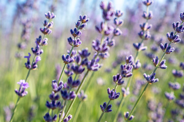 Canvas Print - A field of purple lavender flowers with a clear blue sky in the background