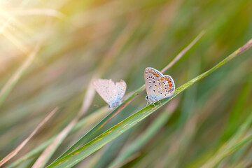 Wall Mural - A beautiful butterfly photographed in its habitat. Nature background.