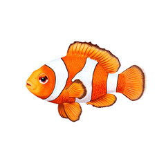 Canvas Print - Colorful clownfish with bright orange and transparent stripes swimming isolated on a transparent background 