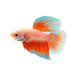 © fotogurme - Graceful betta fish with flowing colorful fins isolated on a transparent background