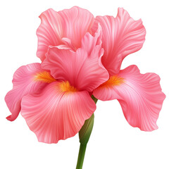 Poster - Vector style coral pink iris with delicate folds and bright yellow accents isolated on transparent background 