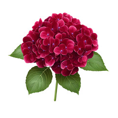 Sticker - Vector style deep burgundy hydrangea cluster with velvety textures and subtle highlights isolated on transparent background 