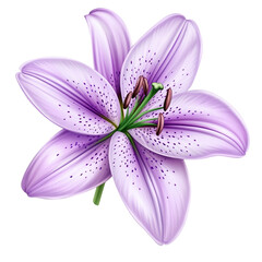 Poster - Vector style lavender colored lily with soft purple gradients and delicate stamen isolated on transparent background 