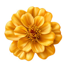 Wall Mural - Shimmering gold zinnia with textured petals and glowing edges isolated on transparent background 