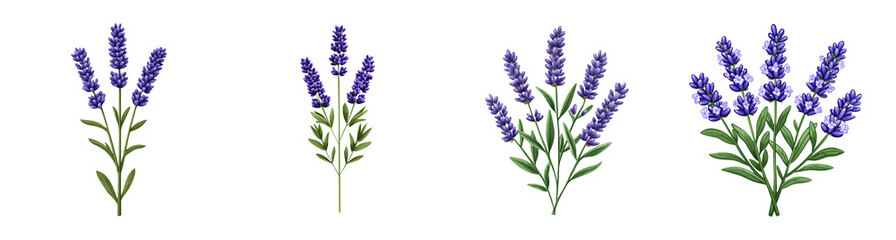 A collection of four isolated lavender sprigs on a transparent background, ideal for springtime designs and aromatherapy concepts