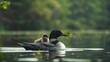 © florynstudio3 - A loon with a chick rides on its back, paddling through a calm lake. The water is smooth, reflecting the green trees on the shore.