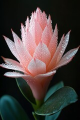 Canvas Print - Pink flower with water droplets in dark background