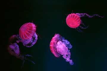 Three Jellifish South american sea nettle, Chrysaora plocamia swimming in aquarium tank with red neon illumination. Aquatic organism, animal, undersea life, biodiversity