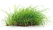 © 3DLeonardo - grass  on white background