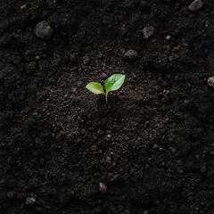 Wall Mural - Young Plant Sprouting From Dark Soil