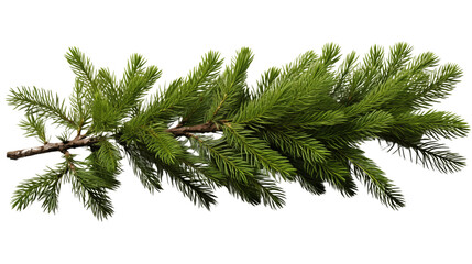 spruce branch, realistic christmas tree, isolated on transparent background.