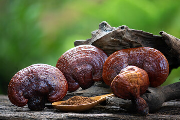 Wall Mural - Dry Lingzhi or Reishi mushroom and powder on natural background.