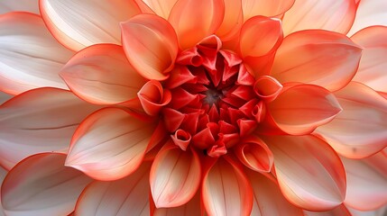 Poster - A close-up view of a vibrant flower with intricate petals and a rich color gradient.