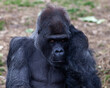 © MilesRoche - Gorilla Sitting and Thinking