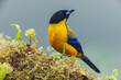 © Danita Delimont - Black-chinned mountain tanager at home in the endangered Choco Forest of Ecuador
