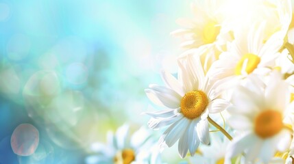 Wall Mural - Closeup of White Daisies in Sunlit Meadow