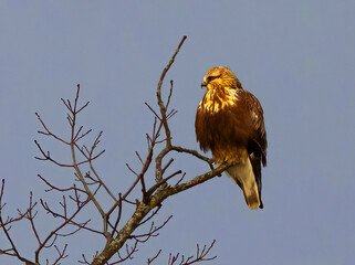 bird in tree