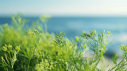 Fresh dill sprigs in sharp focus, gently waving in a seaside garden, with a soft, blurred blue ocean background.