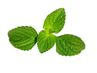 mint leaves isolated on white background