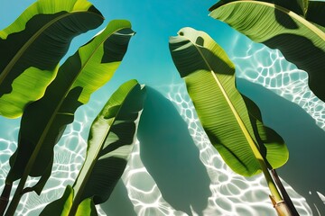 Wall Mural - Tropical Banana Leaf Shadows on Clear Background for Stunning Visuals