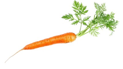 Poster - Fresh Carrot with Green Top