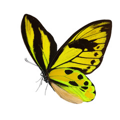 Wall Mural - Beautiful butterfly isolated on a white background.