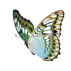 Wall Mural - Beautiful butterfly isolated on a white background.