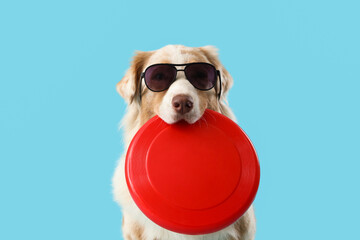 Wall Mural - Cute Australian Shepherd dog in sunglasses with frisbee on blue background