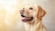 © admin_design - Golden Retriever Dog Portrait with Blurred Background